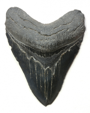 Óriás őscápa (Procarcharodon) foga