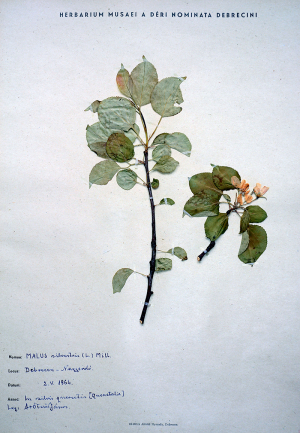 Vadalma (Malus silvestris)