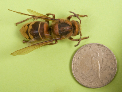 Lódarázs (Vespa crabro)