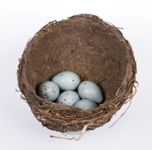 Énekes rigó (Turdus philomelos) fészekalja