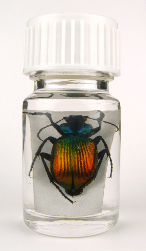 Aranyos bábrabló (Calosoma sycophanta)