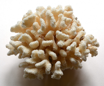 Zátonyképző korall a Farkas-gyűjteményből