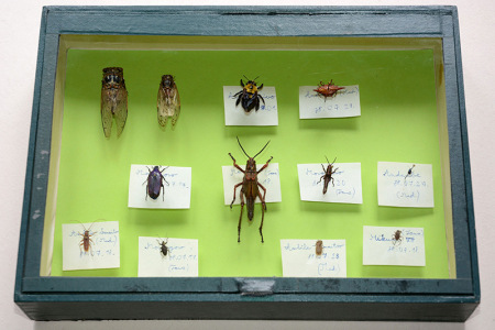 Madagaszkáron gyűjtött rovarok