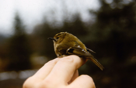 Sárgafejű királyka (Regulus regulus), T. Horváth Ildikó felvétele, Nagycsere, 1999.