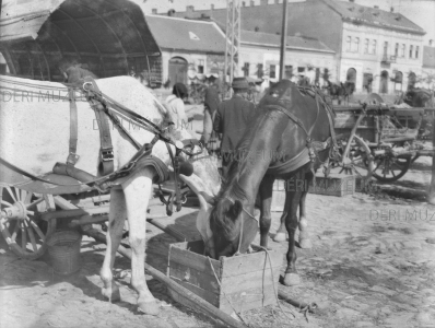 Lovak abrakoltatása a piacon 1930-as évek Ecsedi István felvétele