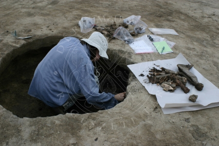 Állat csontmaradványainak felszedése és elcsomagolása. Nagyhegyes–Szennyvíztelep (2010)