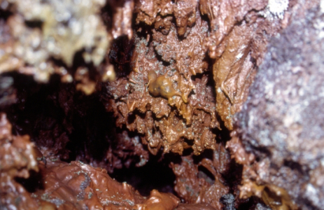 Kis méretű gázexhalációs üreg a barlang közelében Fotó: Mező Szilveszter, 2003