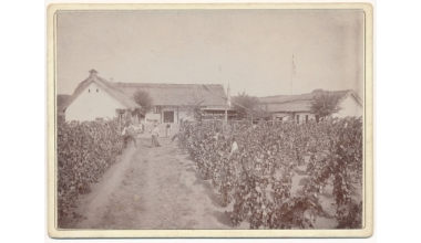 Képtörténetek a Fotótárból – A Maurer tanya szőlője