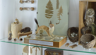 A természet szertárában Déri Múzeum